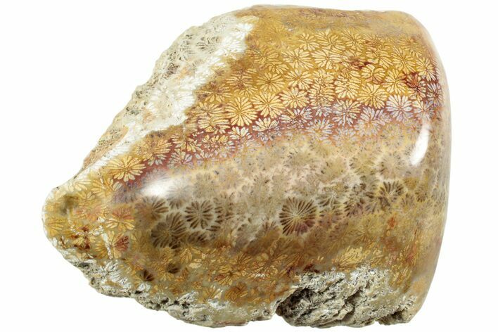 Polished Fossil Coral Head - Indonesia #237478